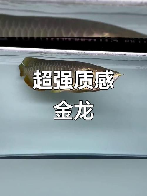 古典金龍魚等級區分圖解，古典金龍魚有哪些品種