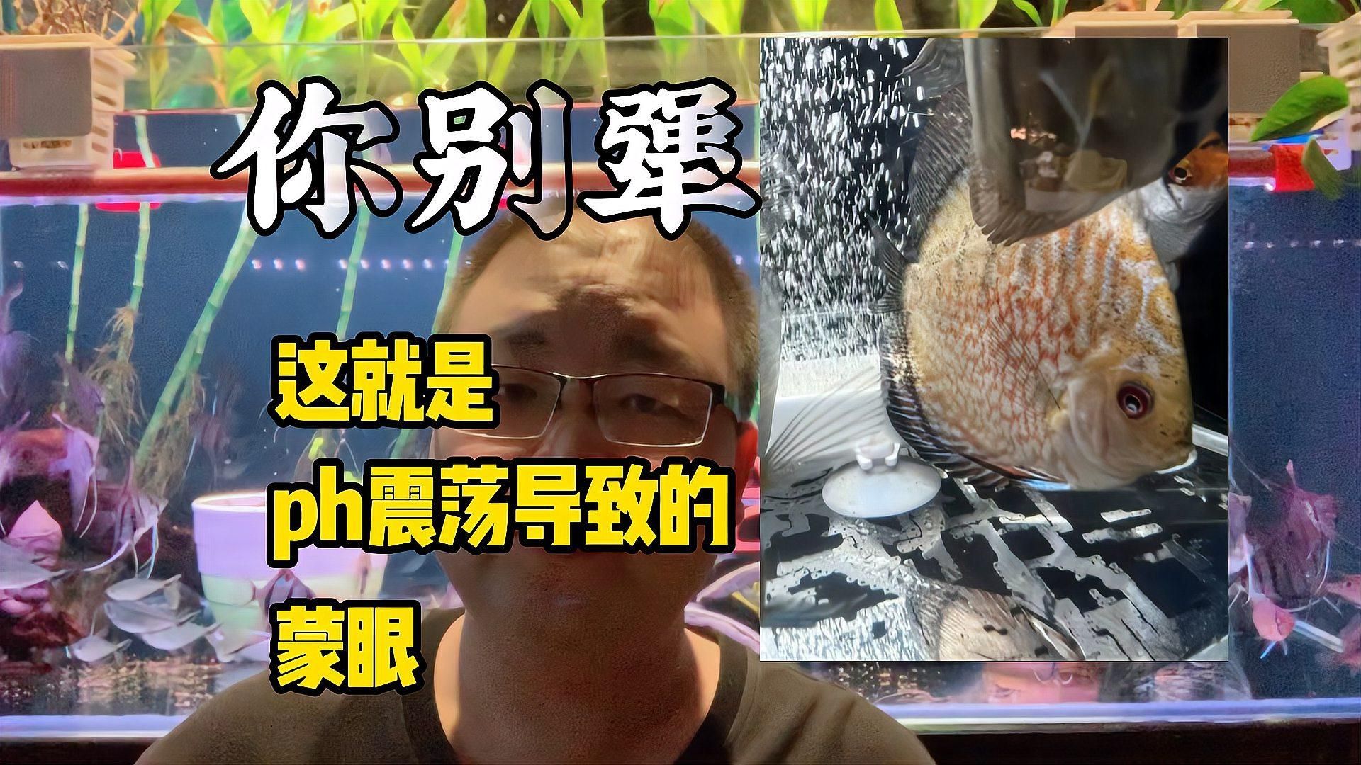 如何判斷七彩神仙魚蒙眼是哪種原因，七彩神仙魚蒙眼如何判斷七彩神仙魚蒙眼是否嚴(yán)重