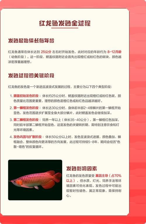 銀龍魚和紅龍魚哪個更容易發色？，如何判斷銀龍魚是否發色？