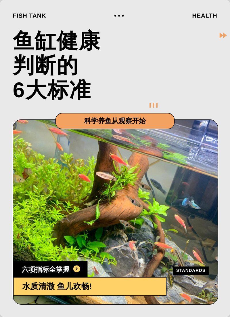 如何判斷龍魚是否感染腹水病，如何判斷龍魚是否患有腹水病