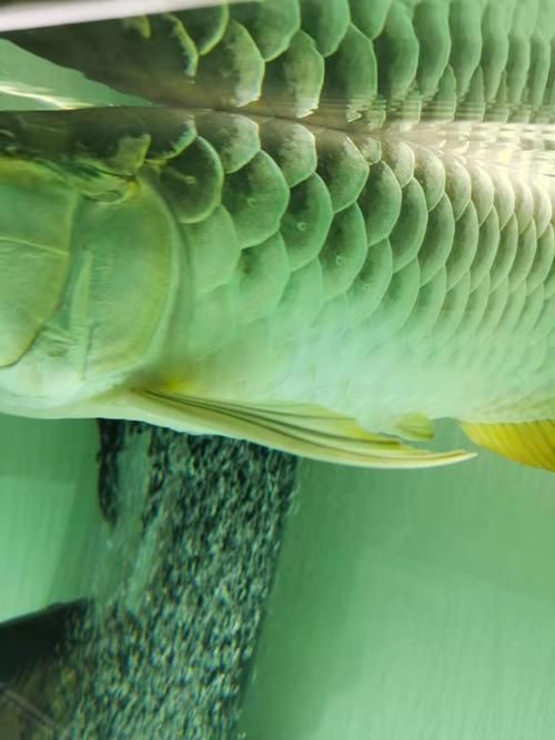 龍魚翻鰓癥狀圖片，龍魚翻鰓怎么辦