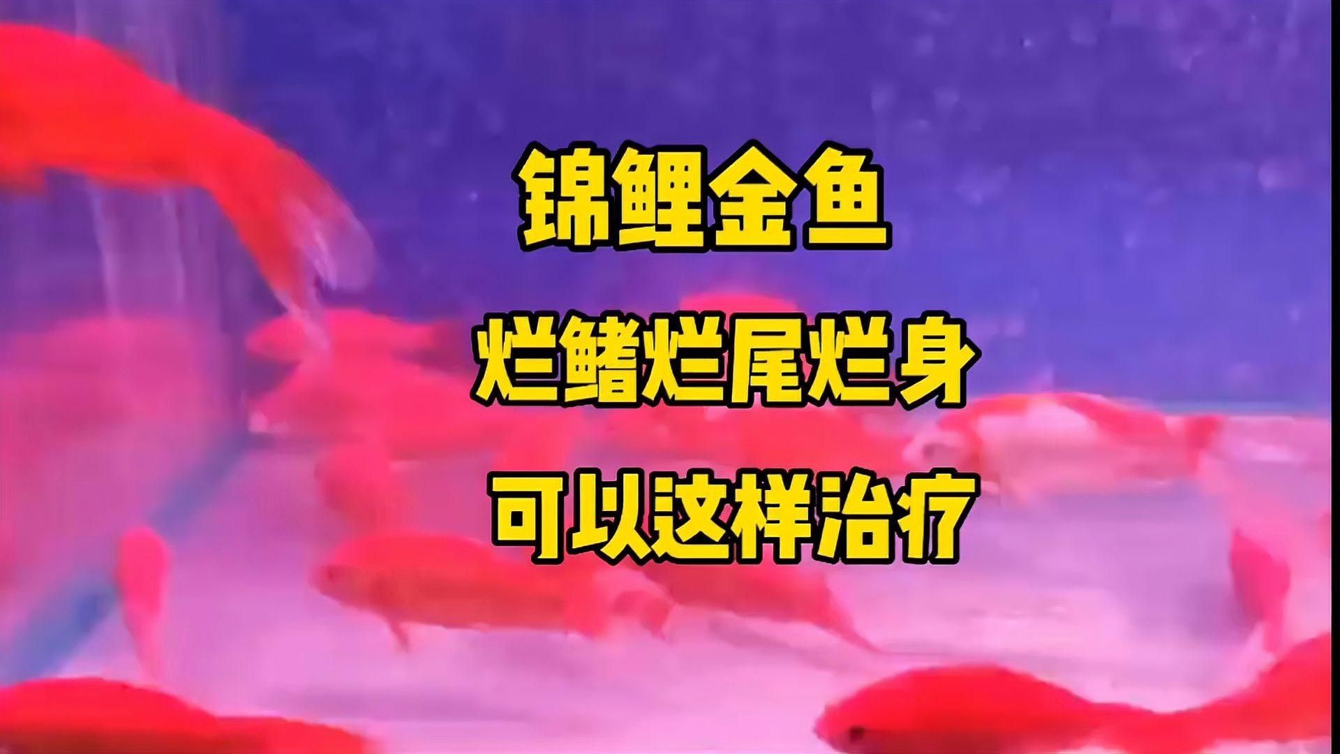 金魚潰爛后如何護理以促進恢復，金魚潰爛后多久能恢復