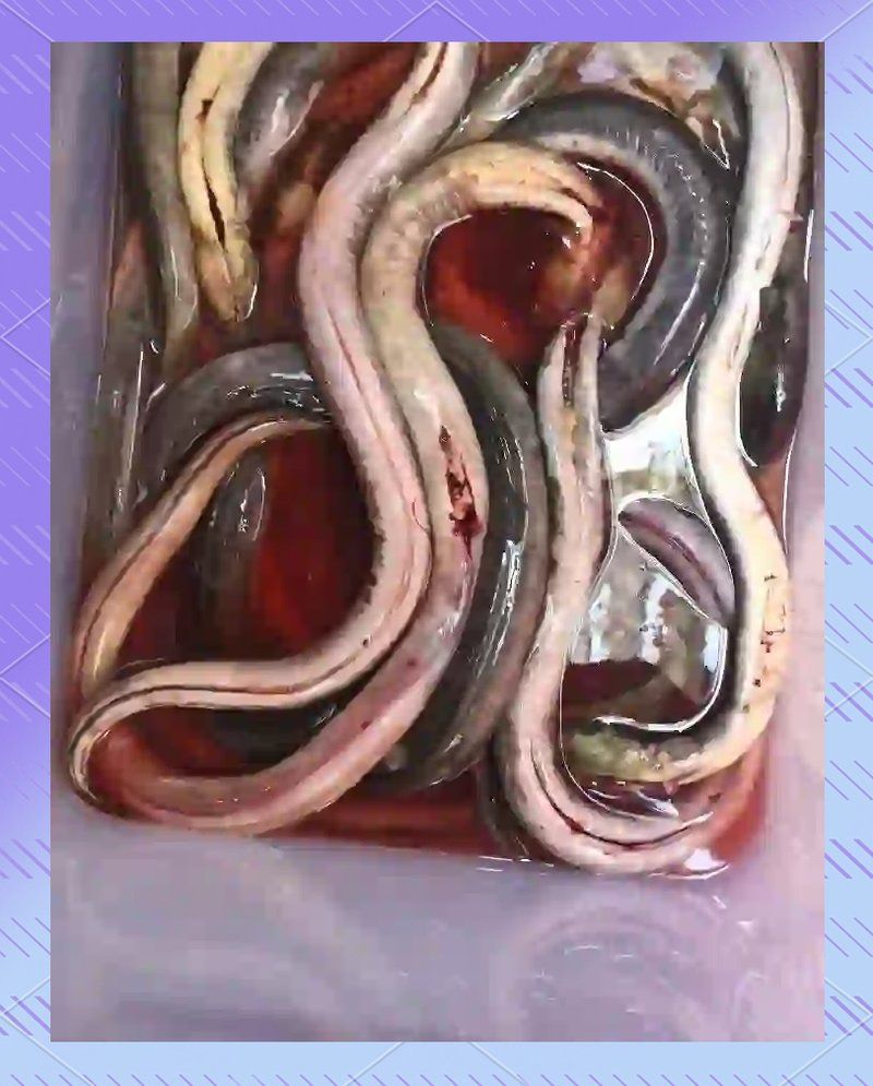 如何正確烹飪土龍魚？，土龍魚烹飪詳解