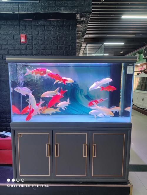 有沒有更多頂級龍魚缸的圖片，探索頂級龍魚缸的視覺盛宴