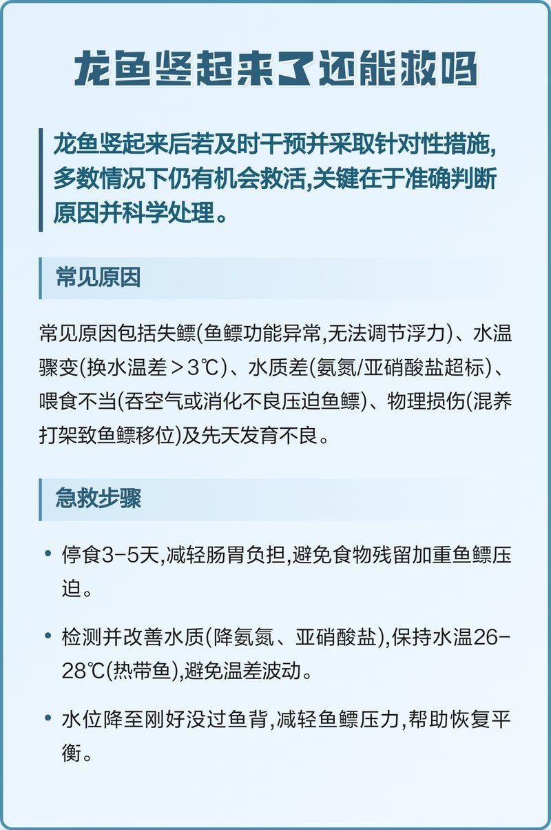 龍魚直立后還能恢復正常嗎，老王聊寵物，龍魚直立后多久會恢復？