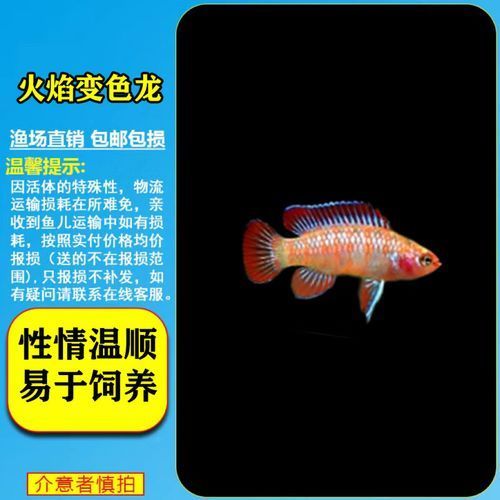 火焰變色龍魚的價格是多少？，家庭水族箱飼養火焰變色龍魚的詳細指南 火焰變色龍魚的價格是多少？，家庭水族箱飼養火焰變色龍魚的詳細指南 龍魚百科 第2張