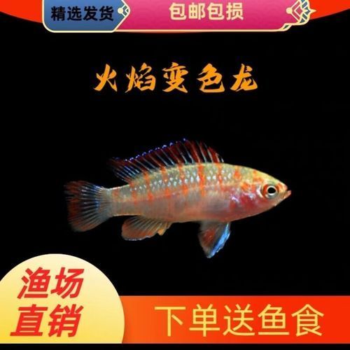 火焰變色龍魚的價格是多少？，家庭水族箱飼養火焰變色龍魚的詳細指南 火焰變色龍魚的價格是多少？，家庭水族箱飼養火焰變色龍魚的詳細指南 龍魚百科 第1張