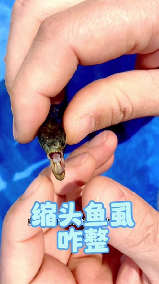 能否提供魚虱繁殖過程的詳細步驟圖，如何有效控制魚虱的繁殖