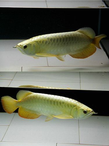 有哪些常見的高背金龍魚品相，如何判斷高背金龍魚的品相