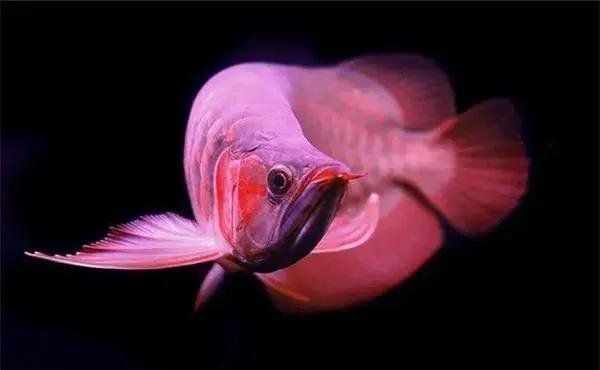 哪種類型的龍魚須子更美觀？，龍魚須子的美學(xué)標(biāo)準(zhǔn)
