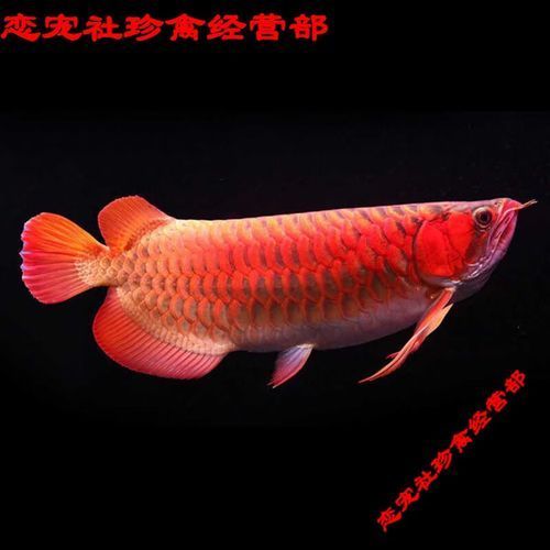 紅辣椒紅龍魚圖片，紅辣椒紅龍魚價格是多少如何鑒別真假紅辣椒紅龍魚的價格