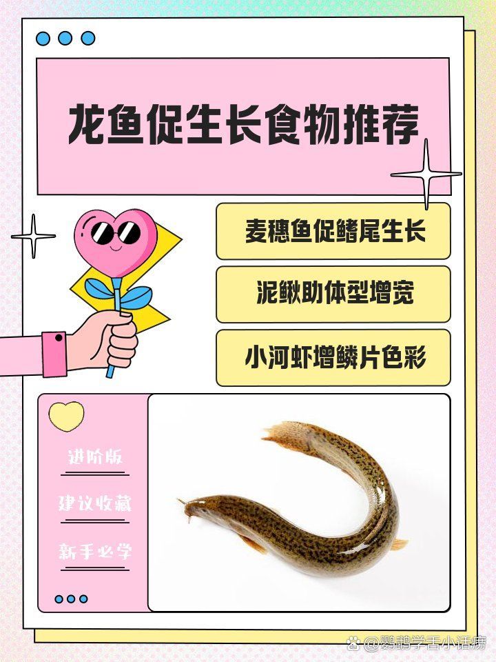 龍魚可以吃哪些具體魚種？，鸚鵡學(xué)舌小話癆,龍魚吃泥鰍的正確方法寵物喂養(yǎng)秘籍