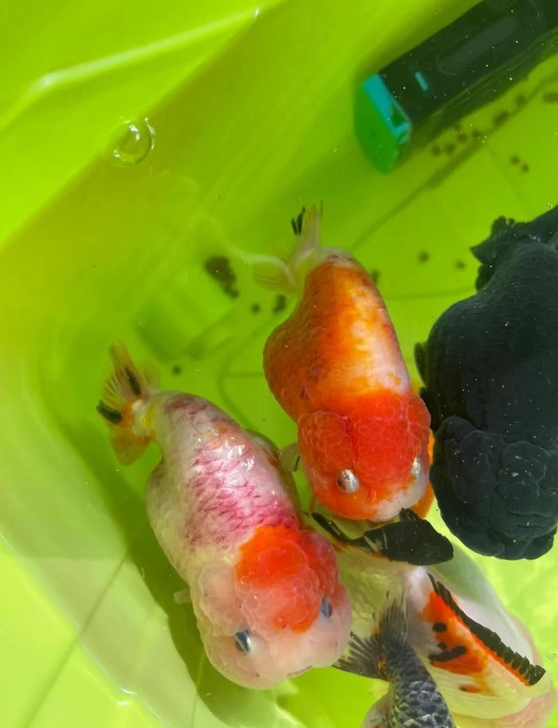 重度充血的金魚如何治療，如何判斷金魚是否重度充血