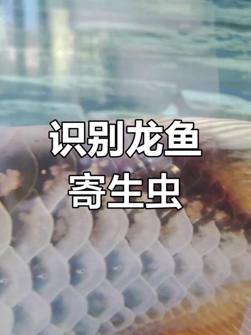 給我一些預防龍魚寄生蟲病的圖片，魚寄生蟲病的預防措施包括：定期更換水質