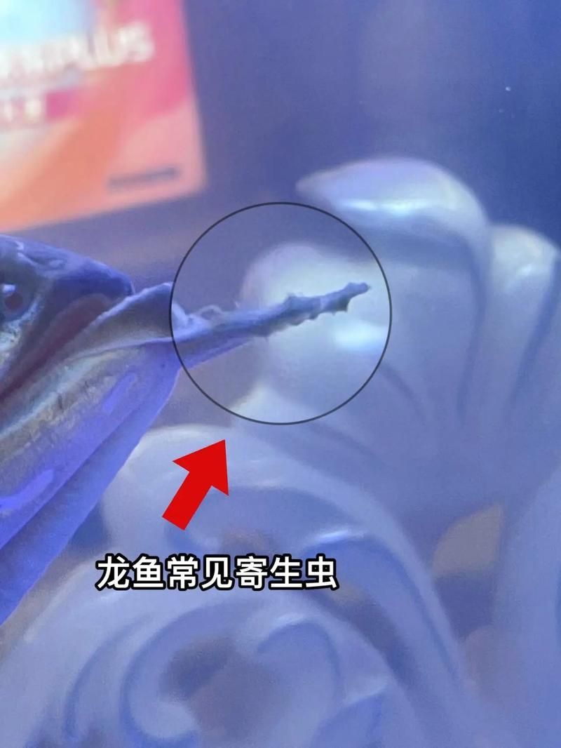 給我一些預防龍魚寄生蟲病的圖片，魚寄生蟲病的預防措施包括：定期更換水質