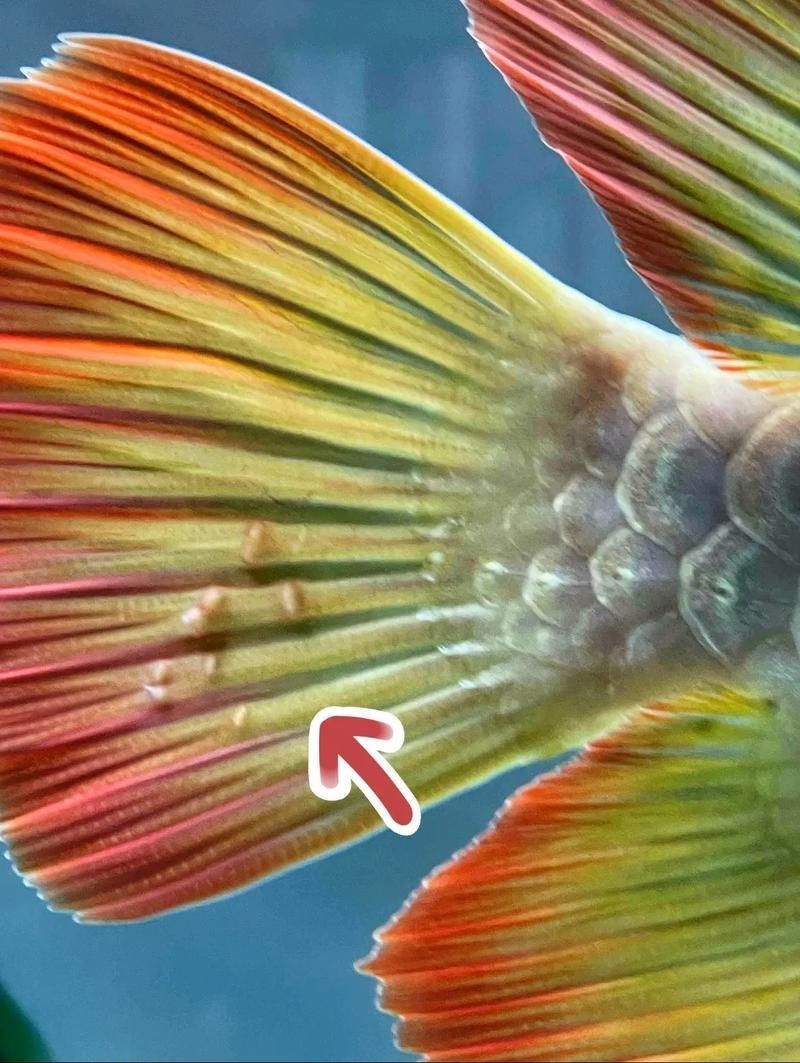 給我一些預防龍魚寄生蟲病的圖片，魚寄生蟲病的預防措施包括：定期更換水質