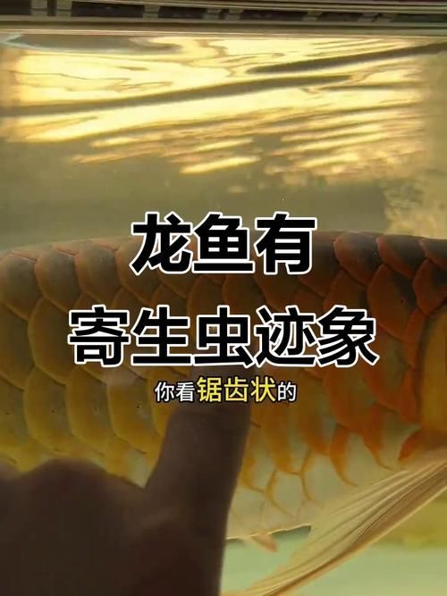 龍魚和鸚鵡魚的最佳光照時間，龍魚和鸚鵡魚的最佳光照時間表