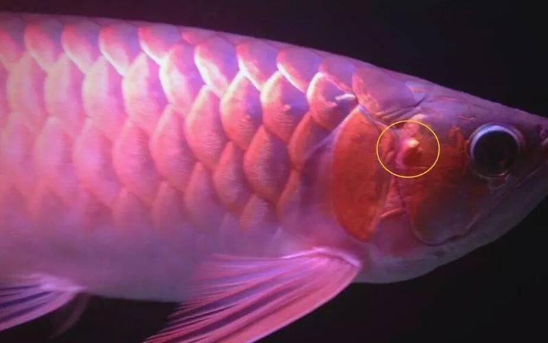 給我一些預防龍魚寄生蟲病的圖片，魚寄生蟲病的預防措施包括：定期更換水質