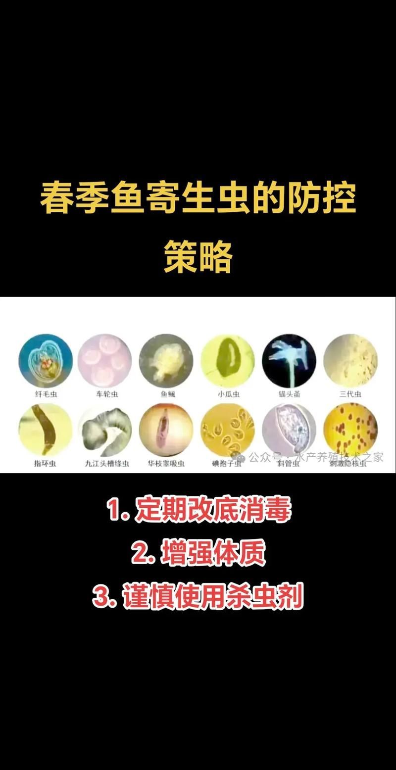 給我一些預防龍魚寄生蟲病的圖片，魚寄生蟲病的預防措施包括：定期更換水質