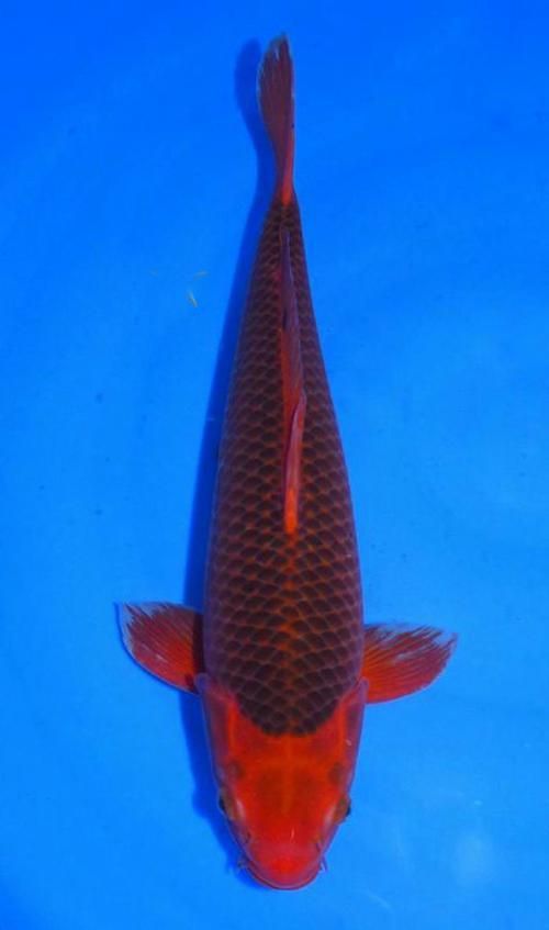 風(fēng)水魚種類，風(fēng)水魚的種類及其寓意解析