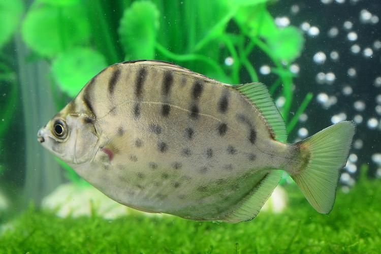 風(fēng)水魚種類，風(fēng)水魚的種類及其寓意解析