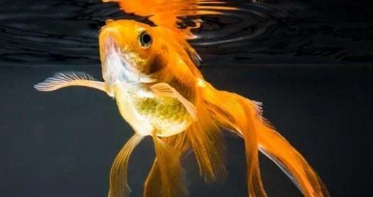 如何改善魚撞缸問題，arxiv論文助手可輔助獲取魚類行為研究魚撞缸問題
