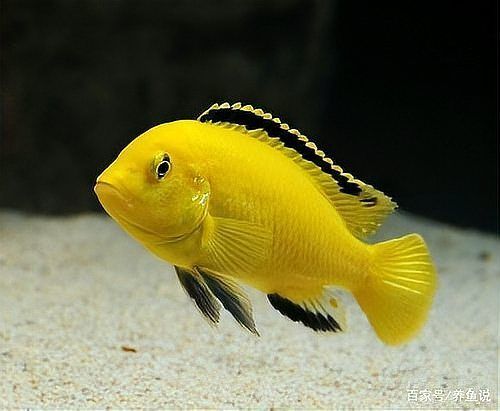 如何改善魚撞缸問題，arxiv論文助手可輔助獲取魚類行為研究魚撞缸問題