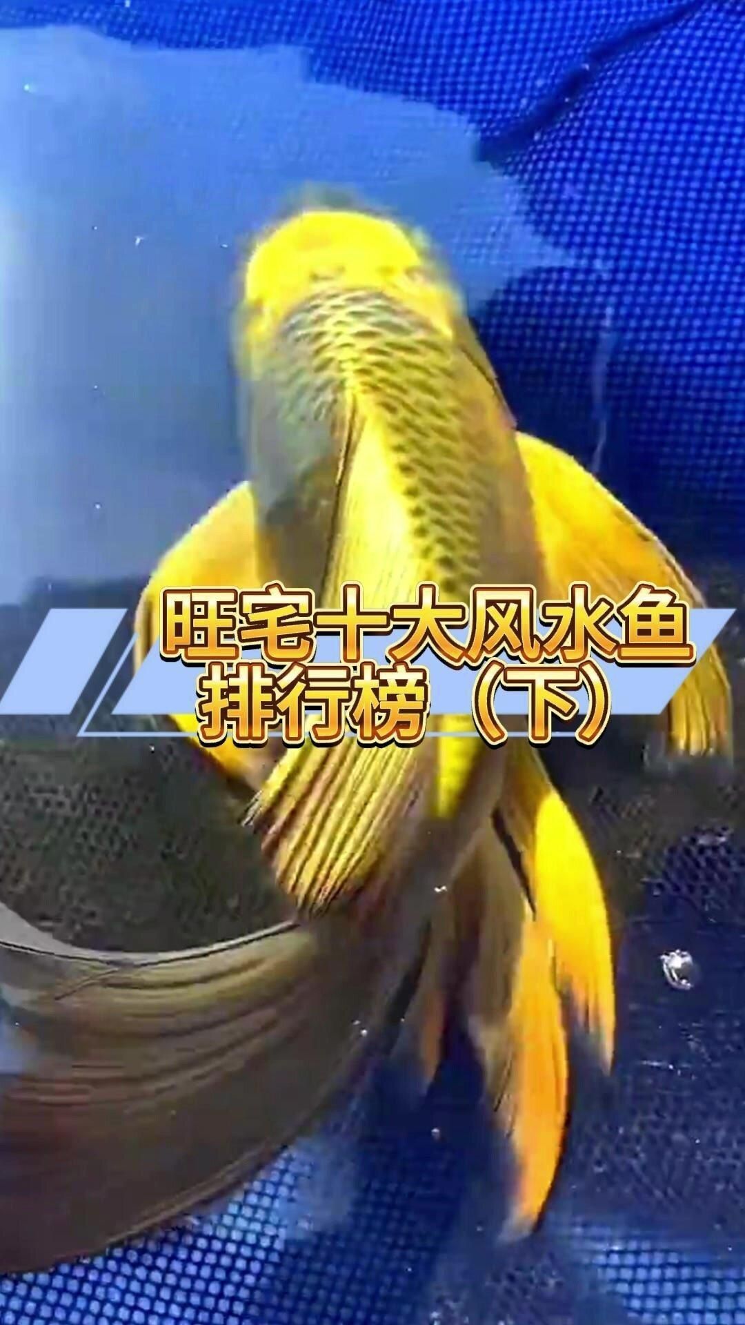 如何養(yǎng)護(hù)十大招財風(fēng)水魚，十大招財風(fēng)水魚 如何養(yǎng)護(hù)十大招財風(fēng)水魚，十大招財風(fēng)水魚 龍魚百科