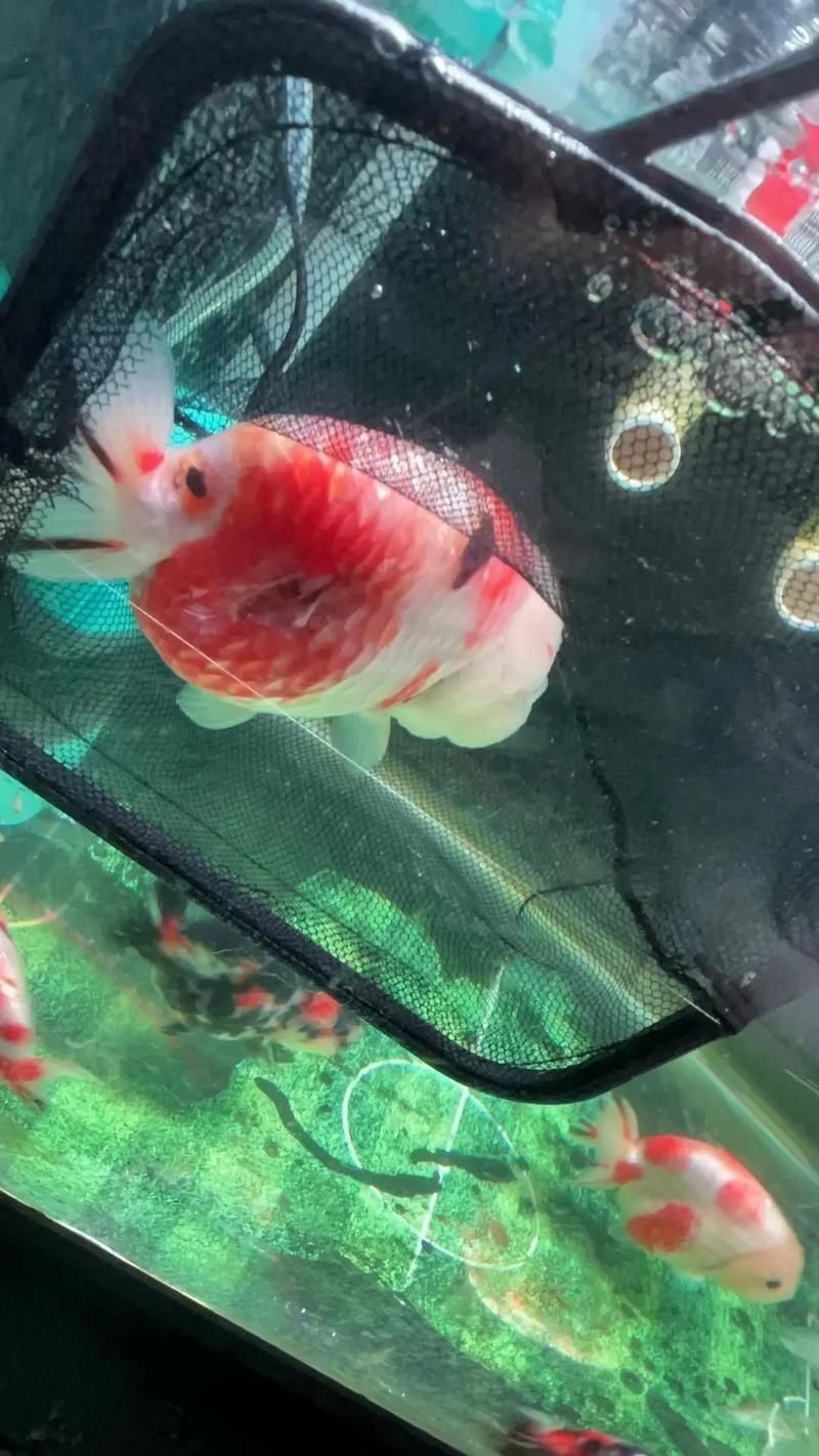 給我一些判斷金魚爛尾病是否痊愈的圖片，判斷金魚爛尾病是否痊愈，如何判斷金魚爛尾病是否痊愈