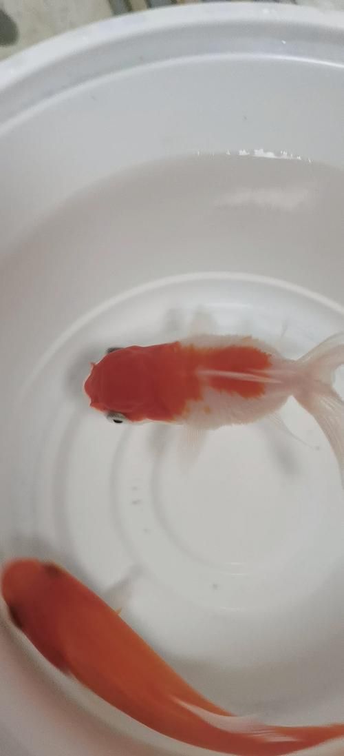 給我一些判斷金魚爛尾病是否痊愈的圖片，判斷金魚爛尾病是否痊愈，如何判斷金魚爛尾病是否痊愈