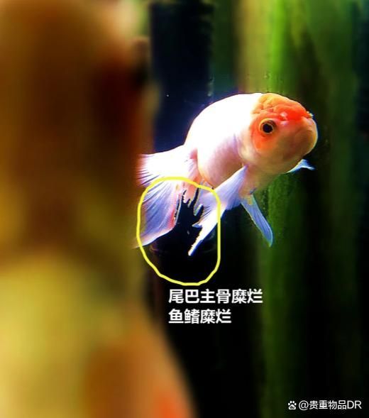 給我一些判斷金魚爛尾病是否痊愈的圖片，判斷金魚爛尾病是否痊愈，如何判斷金魚爛尾病是否痊愈