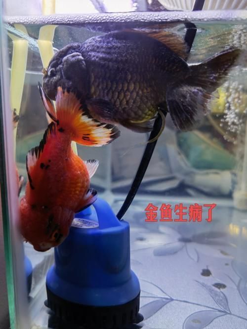 給我一些判斷金魚爛尾病是否痊愈的圖片，判斷金魚爛尾病是否痊愈，如何判斷金魚爛尾病是否痊愈
