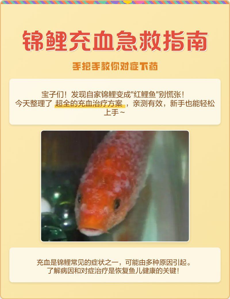 有哪些藥物可以治療錦鯉充血，錦鯉充血怎么辦