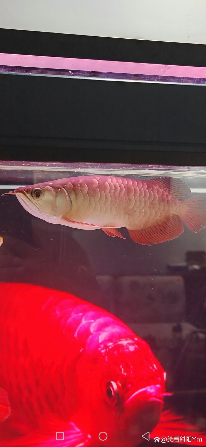 號半和紅龍區別圖解，《英雄聯盟》號半和紅龍的價格差異大嗎號半和紅龍哪個更有收藏價值