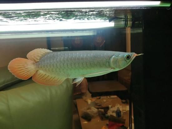 號半和紅龍區別圖解，《英雄聯盟》號半和紅龍的價格差異大嗎號半和紅龍哪個更有收藏價值