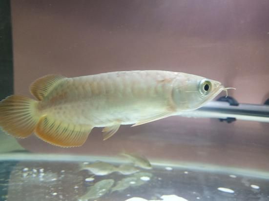 號半和紅龍區別圖解，《英雄聯盟》號半和紅龍的價格差異大嗎號半和紅龍哪個更有收藏價值