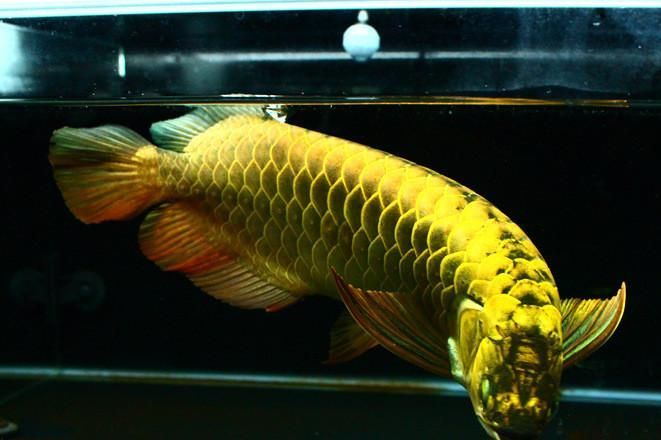 李亞四龍魚的價(jià)格波動(dòng)大嗎？，李亞四龍魚價(jià)格波動(dòng)價(jià)格波動(dòng)影響李亞四龍魚價(jià)格波動(dòng)