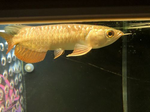 李亞四龍魚的價(jià)格波動(dòng)大嗎？，李亞四龍魚價(jià)格波動(dòng)價(jià)格波動(dòng)影響李亞四龍魚價(jià)格波動(dòng)