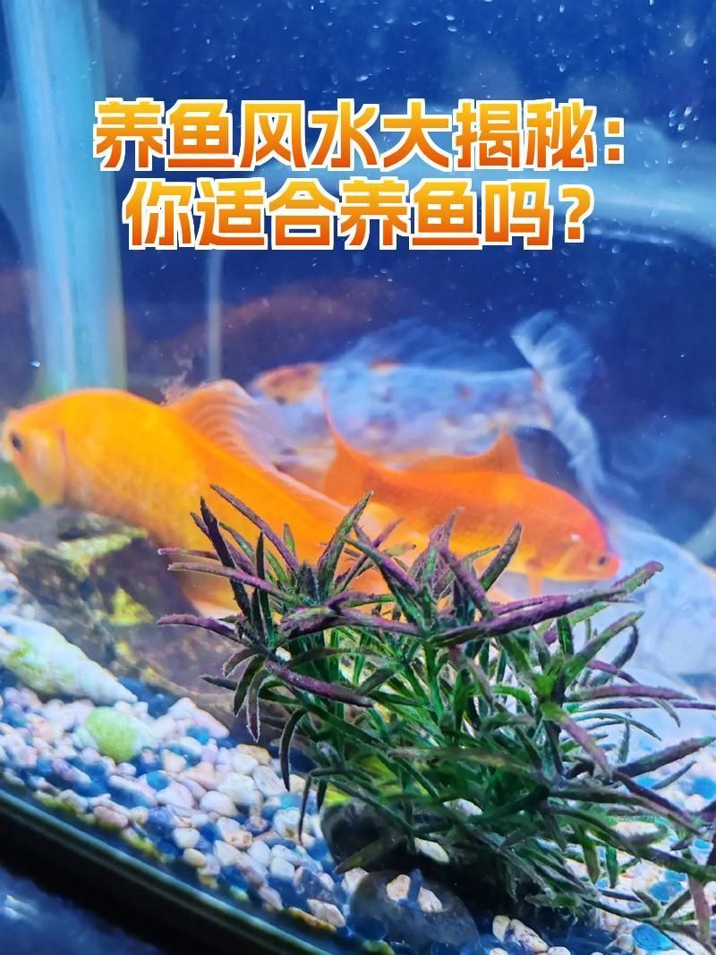 如何判斷對方是否適合養(yǎng)魚，一個人適合養(yǎng)魚的人從多個方面進行考量，養(yǎng)魚需要從多個方面