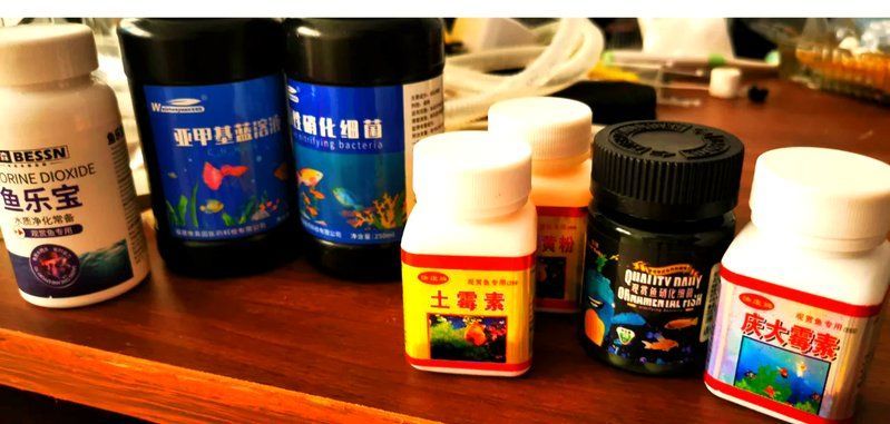 金魚受傷后需要哪些藥物，金魚受傷后如何處理