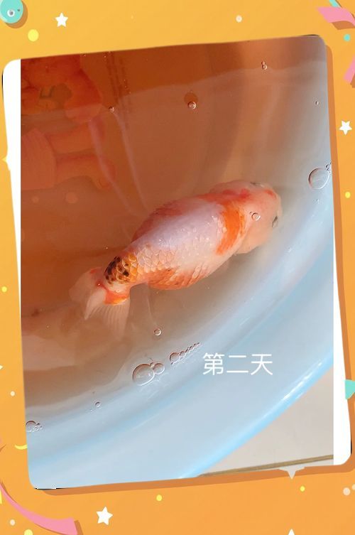 能給出一張炸鱗病痊愈的圖片嗎，能否給出一張炸鱗病痊愈的圖片 能給出一張炸鱗病痊愈的圖片嗎，能否給出一張炸鱗病痊愈的圖片 龍魚百科 第8張