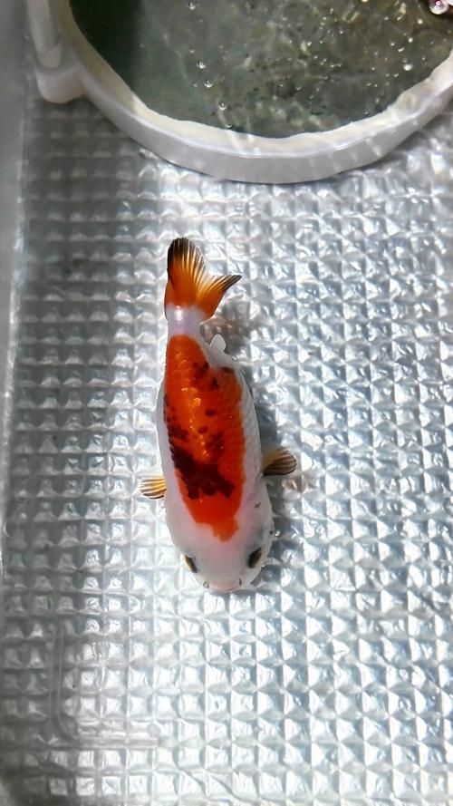 能給出一張炸鱗病痊愈的圖片嗎，能否給出一張炸鱗病痊愈的圖片 能給出一張炸鱗病痊愈的圖片嗎，能否給出一張炸鱗病痊愈的圖片 龍魚百科 第6張