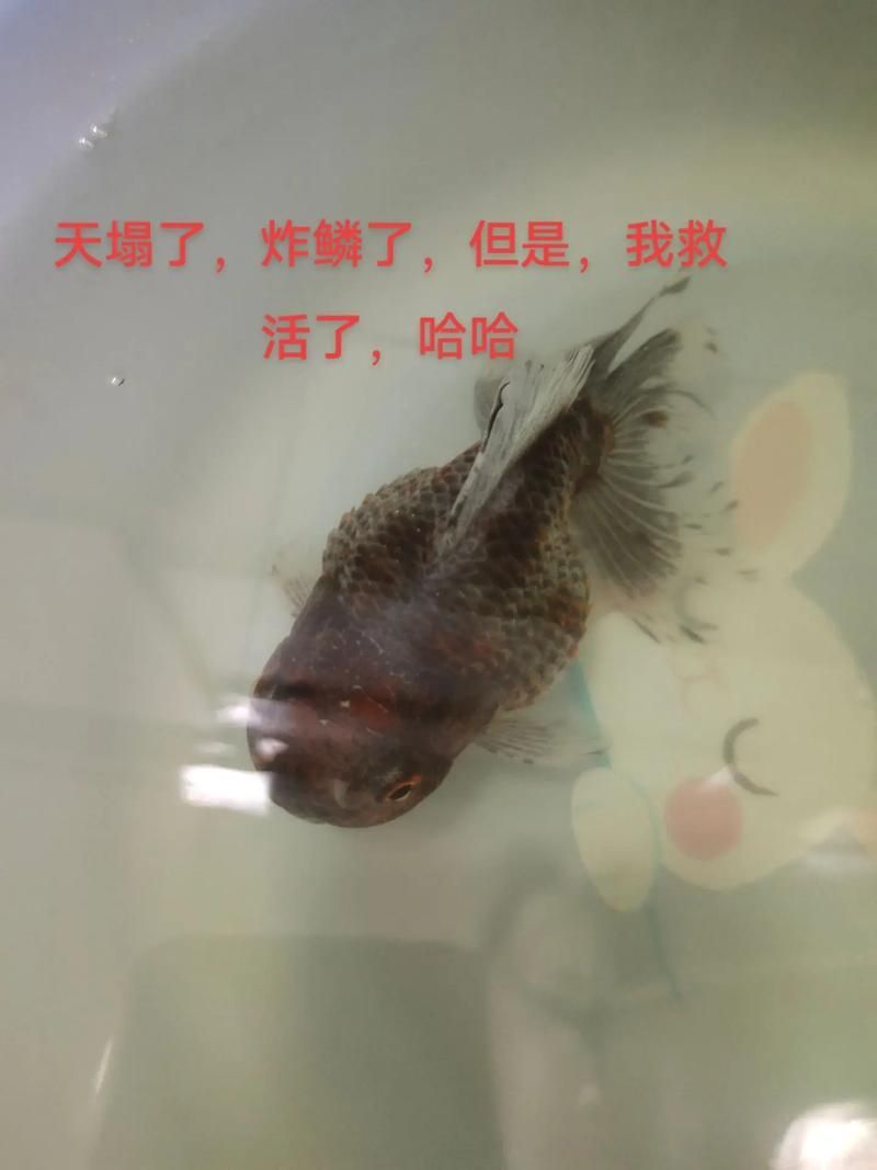 能給出一張炸鱗病痊愈的圖片嗎，能否給出一張炸鱗病痊愈的圖片 能給出一張炸鱗病痊愈的圖片嗎，能否給出一張炸鱗病痊愈的圖片 龍魚百科 第14張