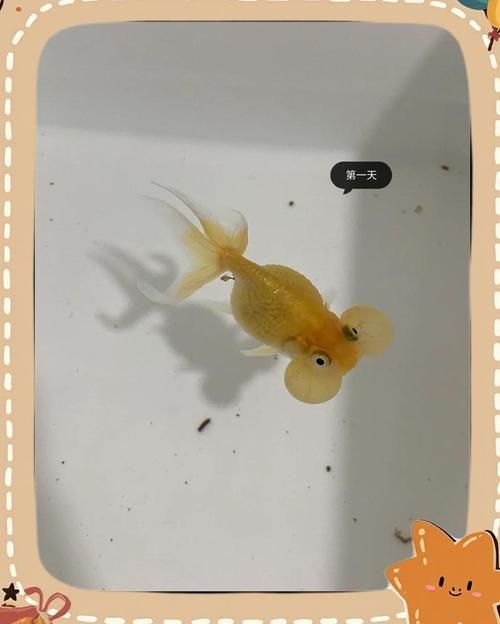 能給出一張炸鱗病痊愈的圖片嗎，能否給出一張炸鱗病痊愈的圖片 能給出一張炸鱗病痊愈的圖片嗎，能否給出一張炸鱗病痊愈的圖片 龍魚百科 第2張