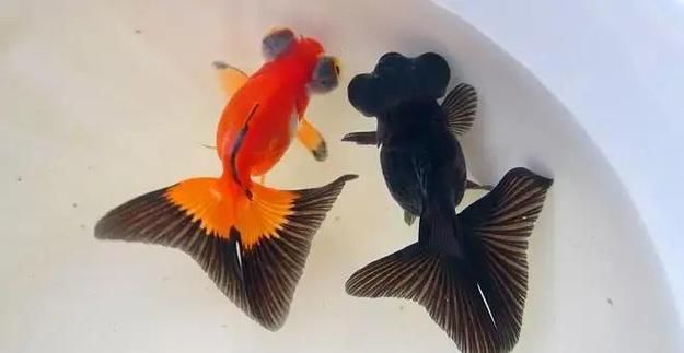 能否提供一張龍睛魚的詳細圖片，如何區(qū)分不同品種的龍睛魚