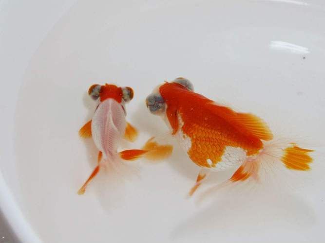 能否提供一張龍睛魚的詳細圖片，如何區(qū)分不同品種的龍睛魚