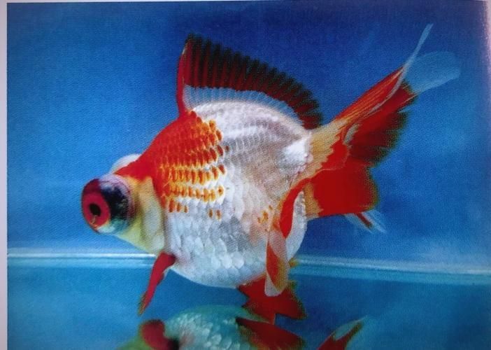 能否提供一張龍睛魚的詳細圖片，如何區(qū)分不同品種的龍睛魚