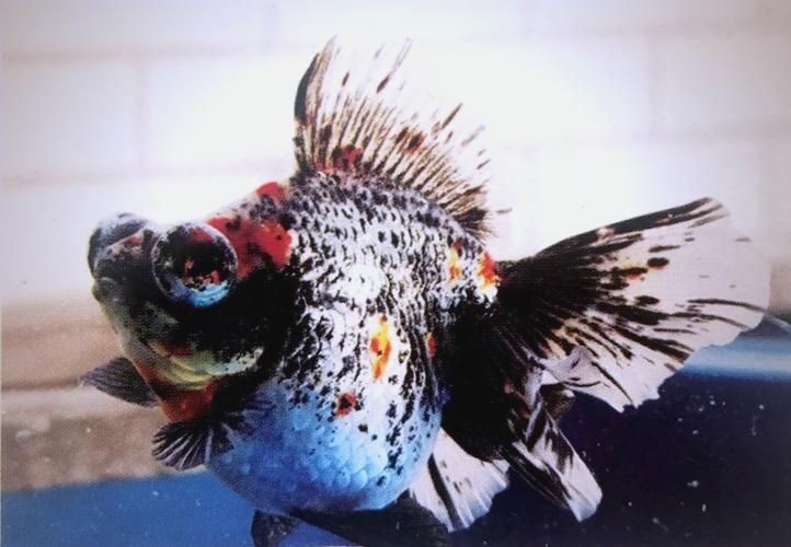 能否提供一張龍睛魚的詳細圖片，如何區(qū)分不同品種的龍睛魚