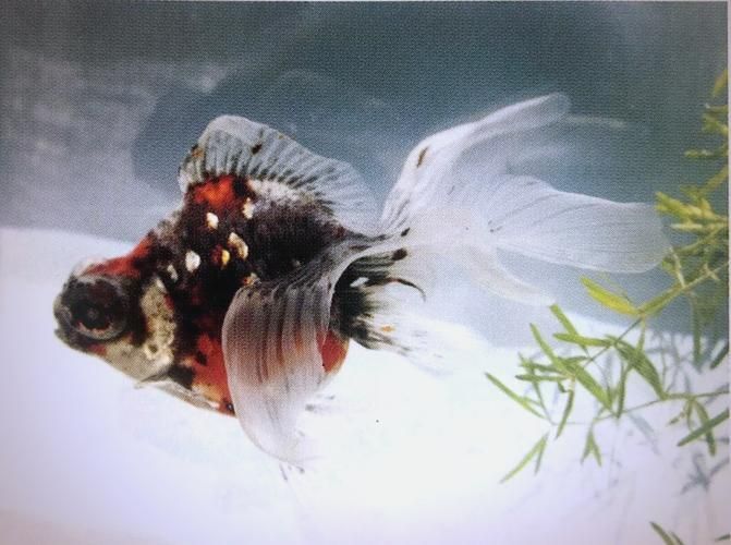 能否提供一張龍睛魚的詳細圖片，如何區(qū)分不同品種的龍睛魚