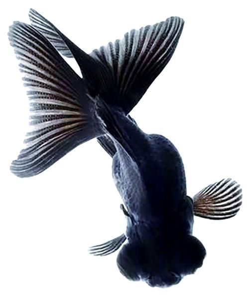 能否提供一張龍睛魚的詳細圖片，如何區(qū)分不同品種的龍睛魚